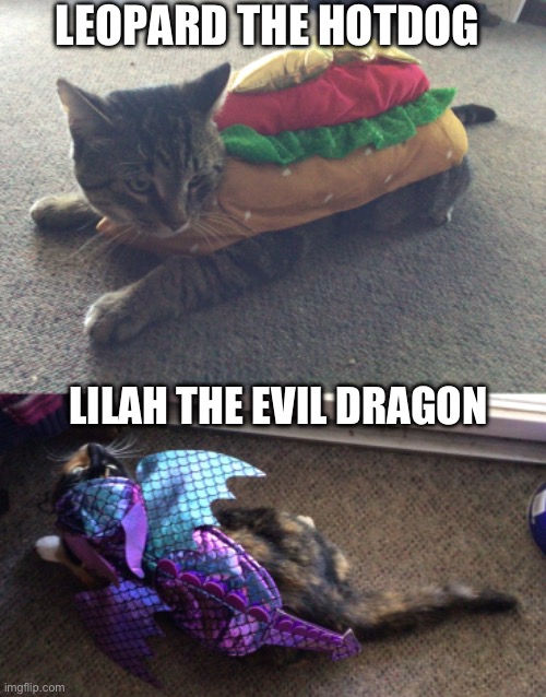 MY CATS LET ME PUT HALLOWEEN COSTUMES ON THEMMMMM | LEOPARD THE HOTDOG; LILAH THE EVIL DRAGON | image tagged in cats,cute cat,cat,funny cats | made w/ Imgflip meme maker