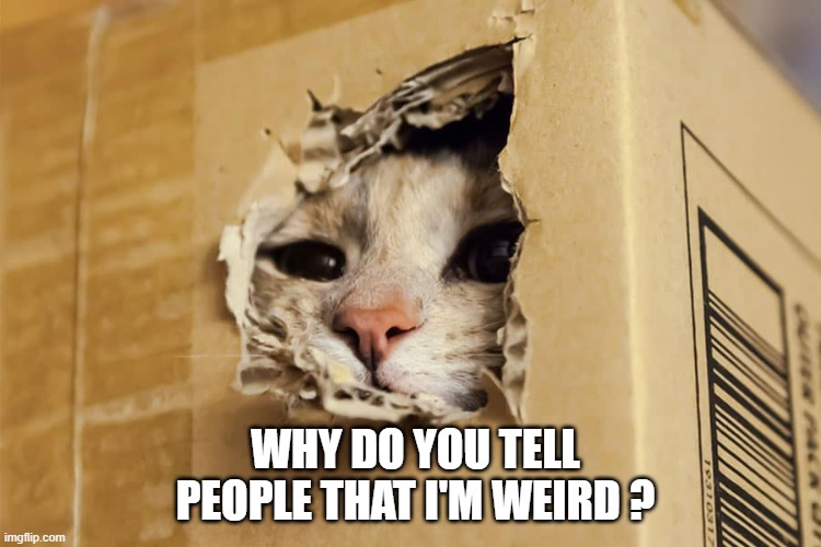 meme by Brad - Cat wants to know why she's called weird | WHY DO YOU TELL PEOPLE THAT I'M WEIRD ? | image tagged in funny,cats,kitten,funny cat memes,box,humor | made w/ Imgflip meme maker