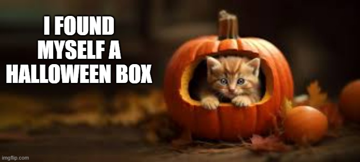 memes by Brad - My kitten found, what she thinks, is a Halloween box | I FOUND MYSELF A HALLOWEEN BOX | image tagged in funny,cats,kitten,halloween,pumpkin,humor | made w/ Imgflip meme maker