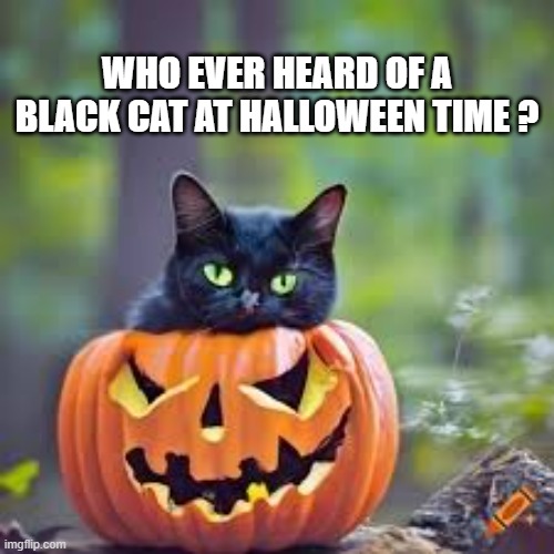 memes by Brad - I saw a black cat and it's close to Halloween !! | WHO EVER HEARD OF A BLACK CAT AT HALLOWEEN TIME ? | image tagged in funny,cats,halloween,black cat,kitten,humor | made w/ Imgflip meme maker