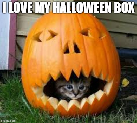 memes by Brad - My cat loves her "Halloween" box | I LOVE MY HALLOWEEN BOX | image tagged in cats,funny,kittens,halloween,pumpkin,humor | made w/ Imgflip meme maker