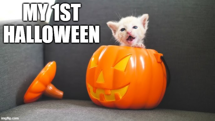 memes by Brad - My kittens first Halloween | MY 1ST HALLOWEEN | image tagged in funny,cats,kitten,halloween,pumpkin,humor | made w/ Imgflip meme maker