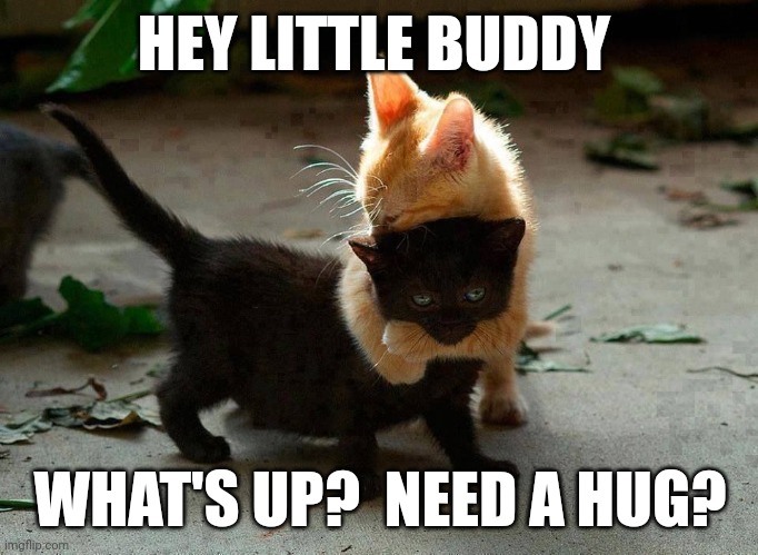 Hey little buddy | HEY LITTLE BUDDY; WHAT'S UP?  NEED A HUG? | image tagged in kitten hug,funny memes | made w/ Imgflip meme maker