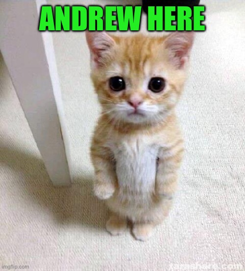 Cute Cat | ANDREW HERE | image tagged in memes,cute cat | made w/ Imgflip meme maker