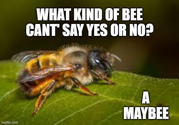 memes by Brad - What kind of bee can't say yes or no? A maybee. | WHAT KIND OF BEE CANT' SAY YES OR NO? A MAYBEE | image tagged in funny,fun,play on words,bees,humor,insects | made w/ Imgflip meme maker