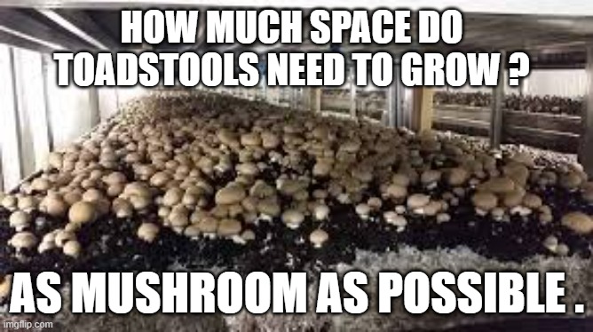 memes by Brad - You need as mushroom as possible to grow toadstools | HOW MUCH SPACE DO TOADSTOOLS NEED TO GROW ? AS MUSHROOM AS POSSIBLE . | image tagged in funny,fun,mushrooms,play on words,humor,food memes | made w/ Imgflip meme maker