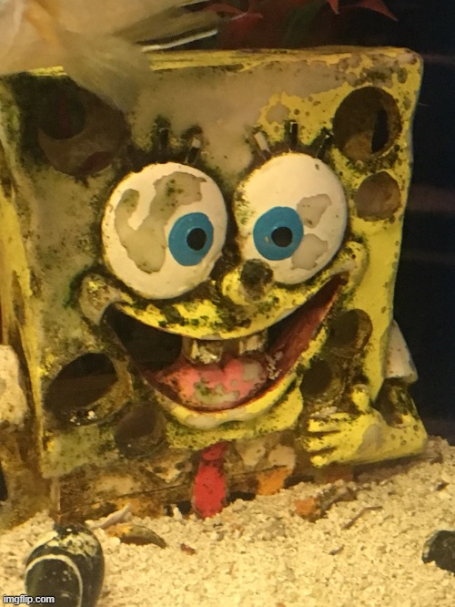 Spongebod on crack | image tagged in spongebod on crack | made w/ Imgflip meme maker