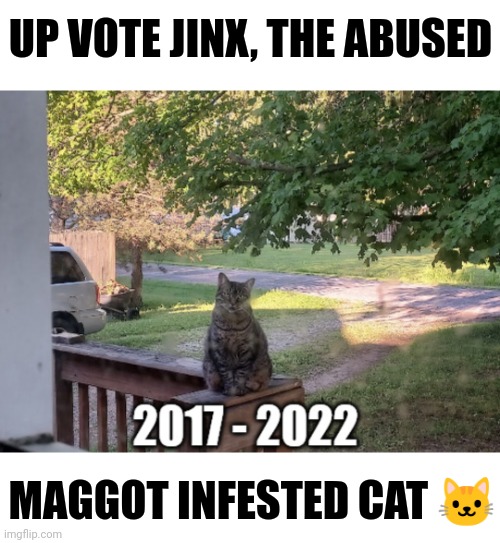 Up Vote Jinx The Poor Abused Cat | UP VOTE JINX, THE ABUSED; MAGGOT INFESTED CAT 🐱 | image tagged in abused neglected,sicko | made w/ Imgflip meme maker