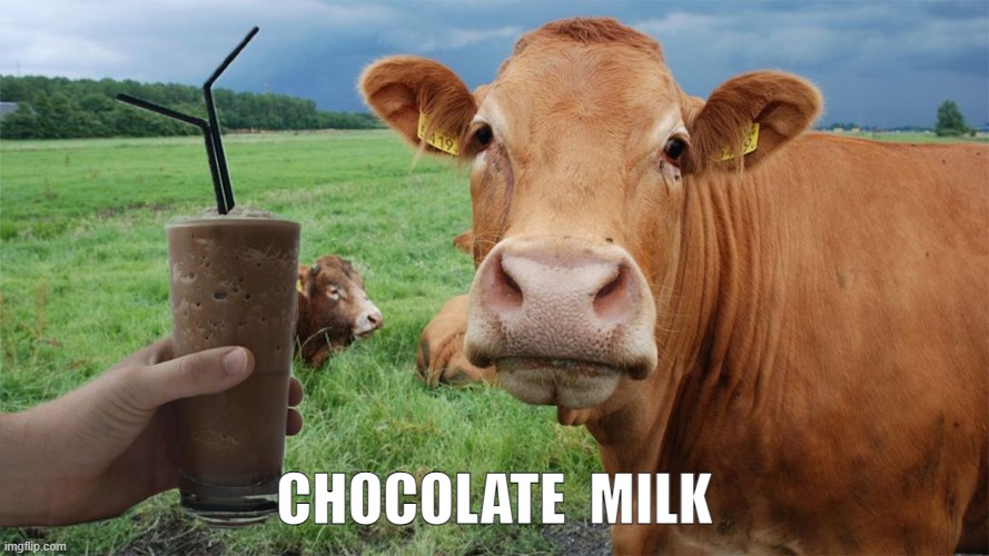 BROWN COW | CHOCOLATE  MILK | image tagged in choccy milk | made w/ Imgflip meme maker