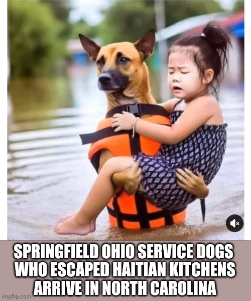 dogs | SPRINGFIELD OHIO SERVICE DOGS 
WHO ESCAPED HAITIAN KITCHENS
ARRIVE IN NORTH CAROLINA | image tagged in dogs who escaped from springfield ohio,haitians | made w/ Imgflip meme maker