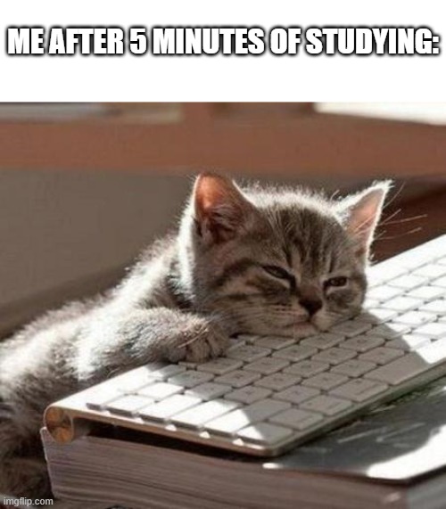 Like its so boring. Let me play games instead | ME AFTER 5 MINUTES OF STUDYING: | image tagged in tired cat,funny,meme,memes,funny memes,relatable | made w/ Imgflip meme maker