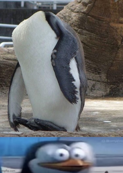 Penguin | image tagged in scared penguin,headless,penguin,cursed image,penguins,memes | made w/ Imgflip meme maker