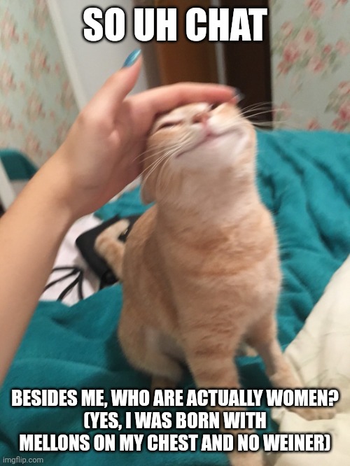 :3 | SO UH CHAT; BESIDES ME, WHO ARE ACTUALLY WOMEN?
(YES, I WAS BORN WITH MELLONS ON MY CHEST AND NO WEINER) | image tagged in cat pat | made w/ Imgflip meme maker
