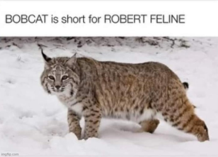 memes by Brad - They call him Bob Cat but his given name is Robert Feline | image tagged in funny,cats,kittens,funny cat memes,play on words,humor | made w/ Imgflip meme maker