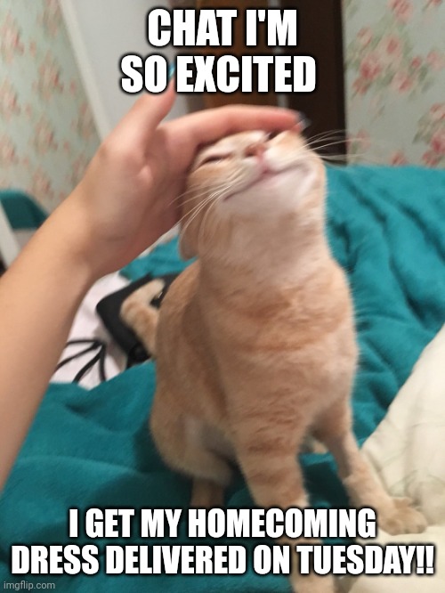:33 | CHAT I'M SO EXCITED; I GET MY HOMECOMING DRESS DELIVERED ON TUESDAY!! | image tagged in cat pat | made w/ Imgflip meme maker