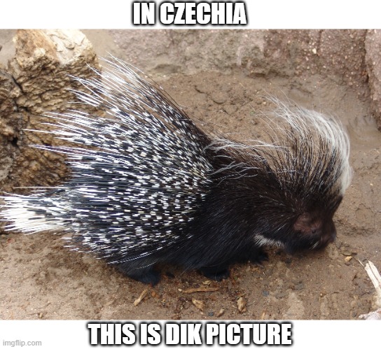 Be like dikobraz | IN CZECHIA; THIS IS DIK PICTURE | image tagged in dick pic,dikobraz,fun,meme | made w/ Imgflip meme maker