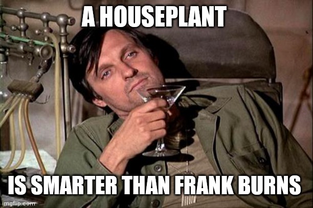 Houseplant | A HOUSEPLANT; IS SMARTER THAN FRANK BURNS | image tagged in hawkeye,funny memes | made w/ Imgflip meme maker