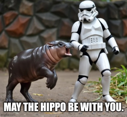 May The Hippo Be With You. | MAY THE HIPPO BE WITH YOU. | image tagged in hippo,hippopotamus,star wars,star wars meme,animals,zoo | made w/ Imgflip meme maker