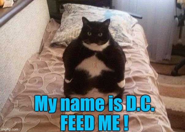 Calling Dr. Trump ! | My name is D.C.
FEED ME ! | image tagged in starving cat,political meme,politics,funny memes,funny | made w/ Imgflip meme maker