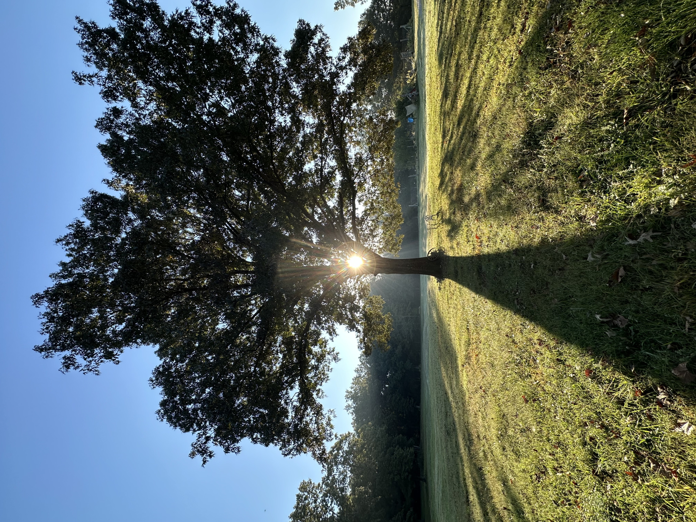 Tree of life Blank Meme Template