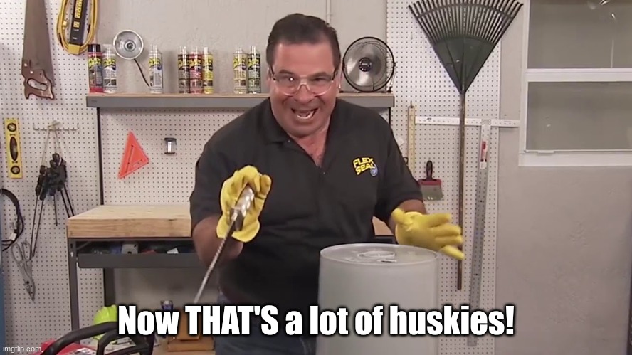 Now that's a lot of damage | Now THAT'S a lot of huskies! | image tagged in now that's a lot of damage | made w/ Imgflip meme maker