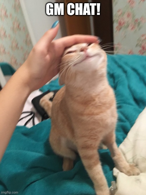 :3 | GM CHAT! | image tagged in cat pat | made w/ Imgflip meme maker