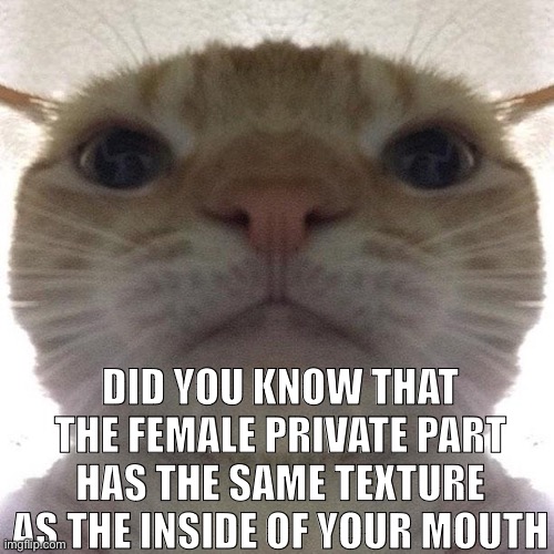 Freaky | DID YOU KNOW THAT THE FEMALE PRIVATE PART HAS THE SAME TEXTURE AS THE INSIDE OF YOUR MOUTH | image tagged in staring cat/gusic | made w/ Imgflip meme maker