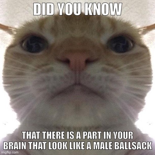 It’s true | DID YOU KNOW; THAT THERE IS A PART IN YOUR BRAIN THAT LOOK LIKE A MALE BALLSACK | image tagged in staring cat/gusic | made w/ Imgflip meme maker
