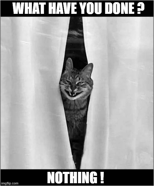 Don't Look Behind The Curtain ! | WHAT HAVE YOU DONE ? NOTHING ! | image tagged in cats,curtain,evil smile | made w/ Imgflip meme maker