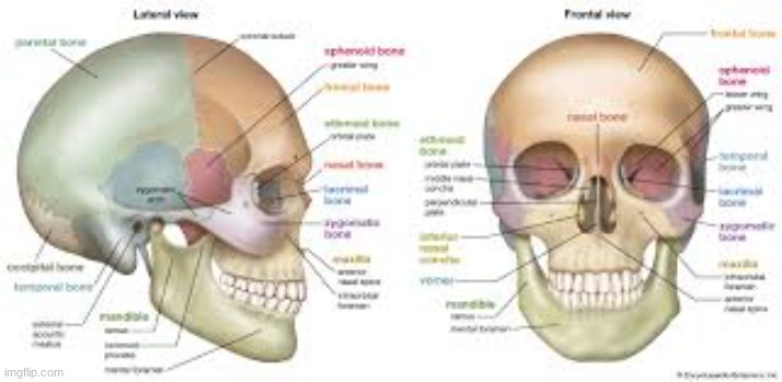 skull emoji detailed | image tagged in skull emoji detailed | made w/ Imgflip meme maker