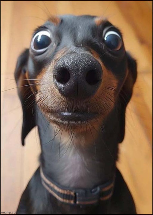 Have You Been A Good Boy ? | image tagged in dogs,daschund,was i a good boy | made w/ Imgflip meme maker