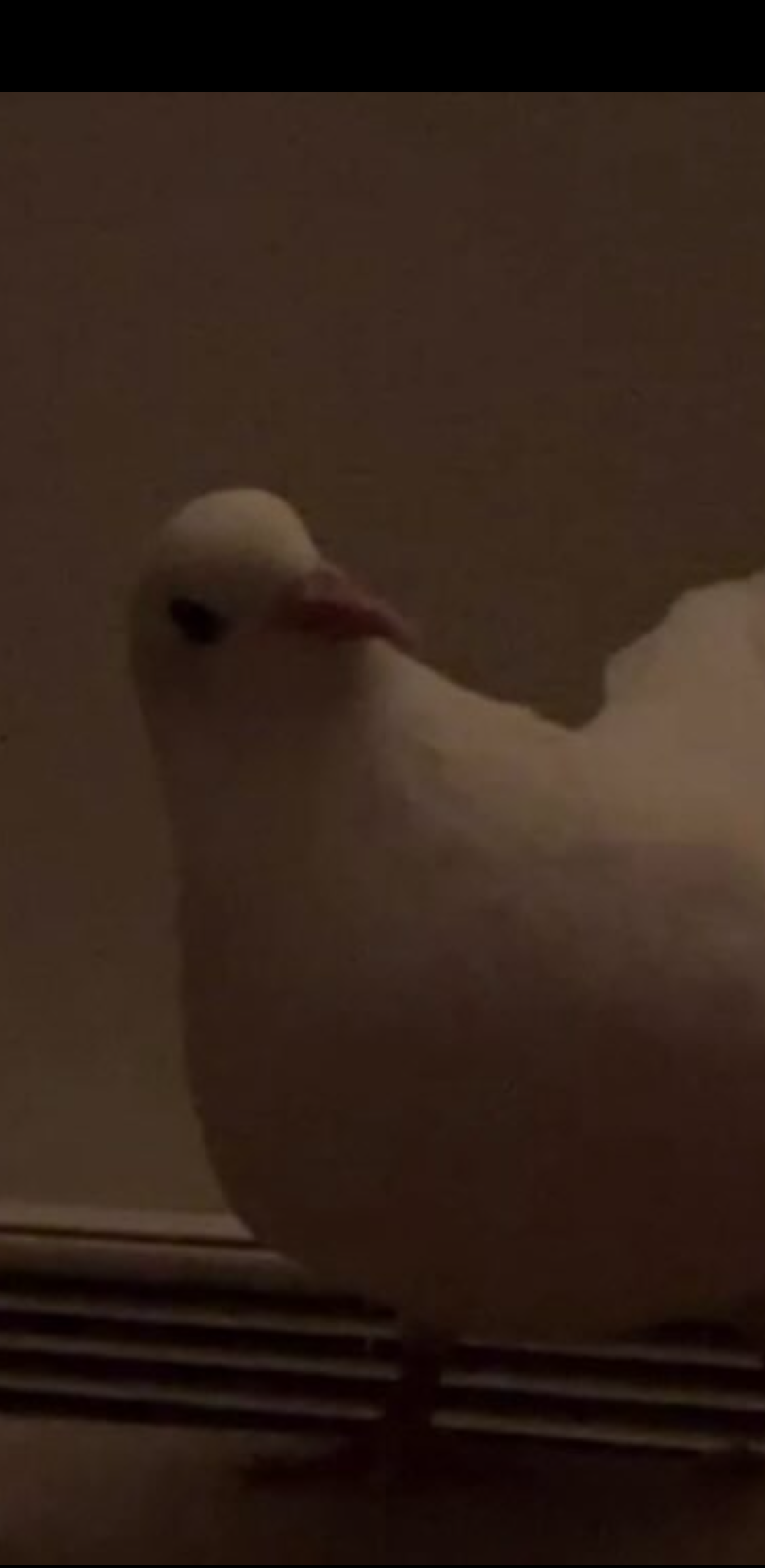 White pigeon Blank Meme Template