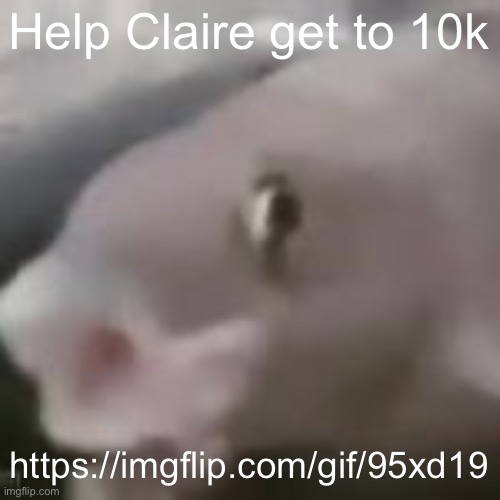 fih | Help Claire get to 10k; https://imgflip.com/gif/95xd19 | image tagged in fih | made w/ Imgflip meme maker