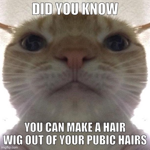 Staring Cat/Gusic | DID YOU KNOW; YOU CAN MAKE A HAIR WIG OUT OF YOUR PUBIC HAIRS | image tagged in staring cat/gusic | made w/ Imgflip meme maker