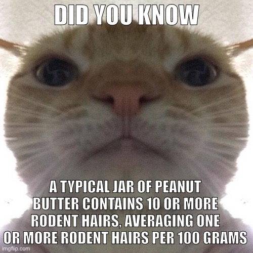 Staring Cat/Gusic | DID YOU KNOW; A TYPICAL JAR OF PEANUT BUTTER CONTAINS 10 OR MORE RODENT HAIRS, AVERAGING ONE OR MORE RODENT HAIRS PER 100 GRAMS | image tagged in staring cat/gusic | made w/ Imgflip meme maker