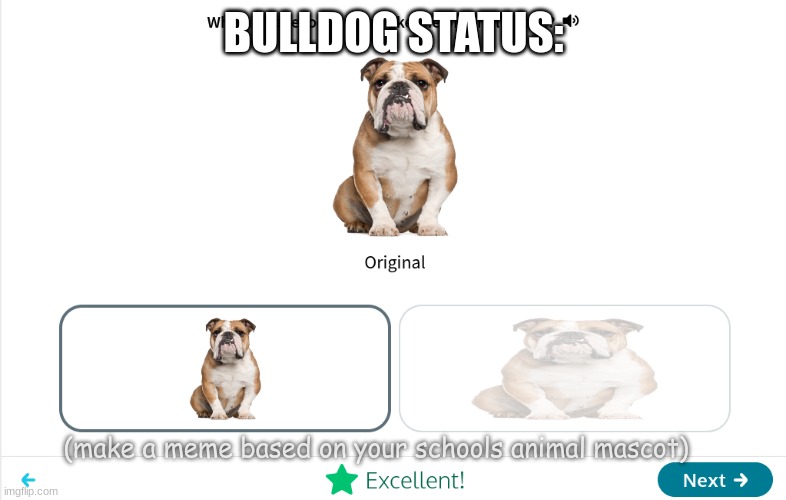 bulldog status: | BULLDOG STATUS:; (make a meme based on your schools animal mascot) | image tagged in meme | made w/ Imgflip meme maker