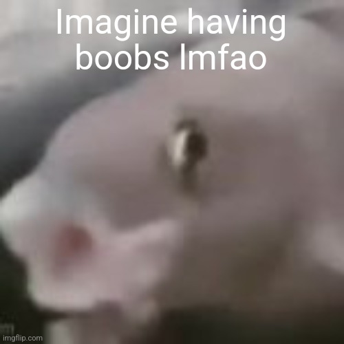 fih | Imagine having boobs lmfao | image tagged in fih | made w/ Imgflip meme maker