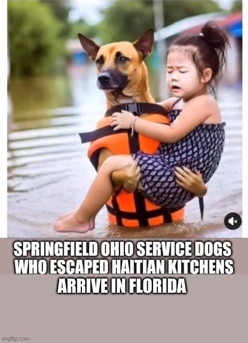 service dogs | ARRIVE IN FLORIDA | image tagged in haitian,dogs | made w/ Imgflip meme maker