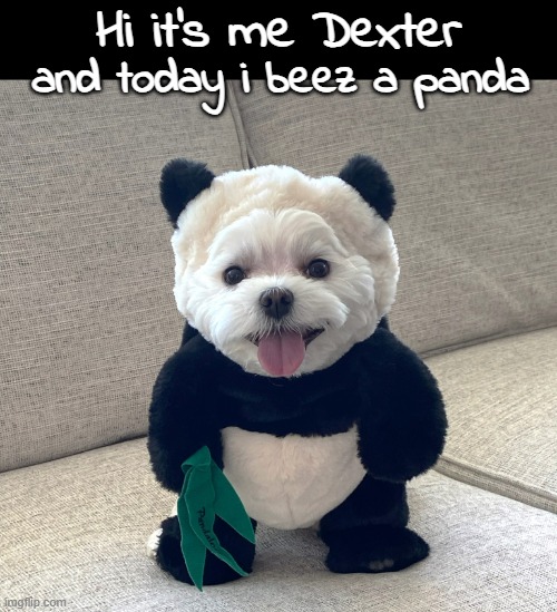 Dexter's Other Other Other Haloween Costume | Hi it's me Dexter; and today i beez a panda | image tagged in funny memes,dogs,dexter,halloween | made w/ Imgflip meme maker