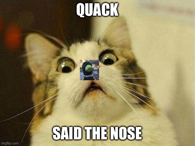 Hmmmmhfuhfchugvhufvguf | QUACK; SAID THE NOSE | image tagged in memes,scared cat,quack,cat,duck | made w/ Imgflip meme maker