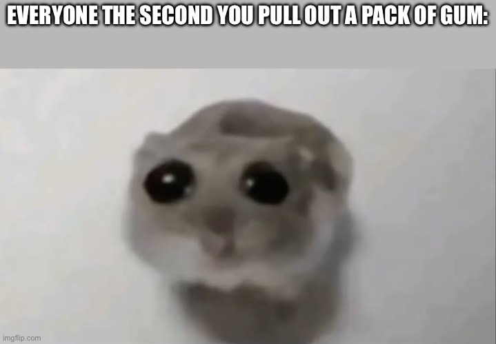 :D | EVERYONE THE SECOND YOU PULL OUT A PACK OF GUM: | image tagged in sad hamster | made w/ Imgflip meme maker