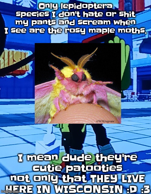 They should make a bee movie parody abt these guys | Only lepidoptera species I don't hate or shit my pants and scream when I see are the rosy maple moths. I mean dude they're cutie patooties not only that THEY LIVE HERE IN WISCONSIN :D :3 | image tagged in bomb rush cyberfreak | made w/ Imgflip meme maker