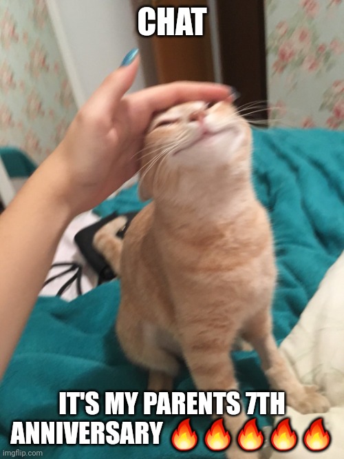 :3 | CHAT; IT'S MY PARENTS 7TH ANNIVERSARY 🔥🔥🔥🔥🔥 | image tagged in cat pat | made w/ Imgflip meme maker