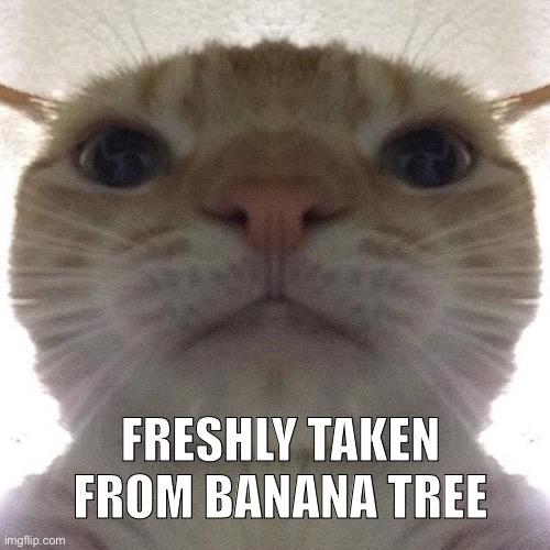 Staring Cat/Gusic | FRESHLY TAKEN FROM BANANA TREE | image tagged in staring cat/gusic | made w/ Imgflip meme maker