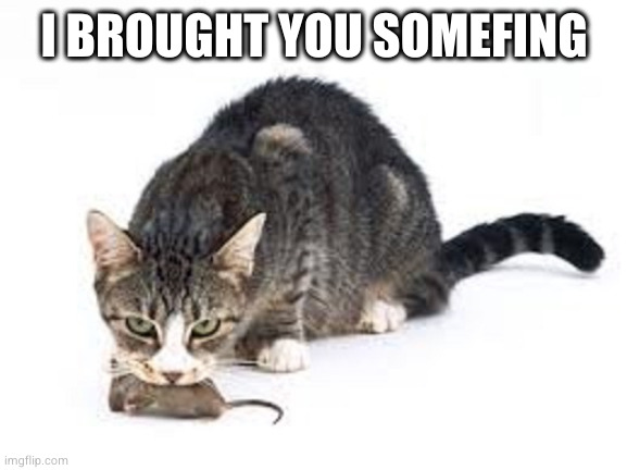 Cat Gift2 | I BROUGHT YOU SOMEFING | image tagged in cat gift2 | made w/ Imgflip meme maker