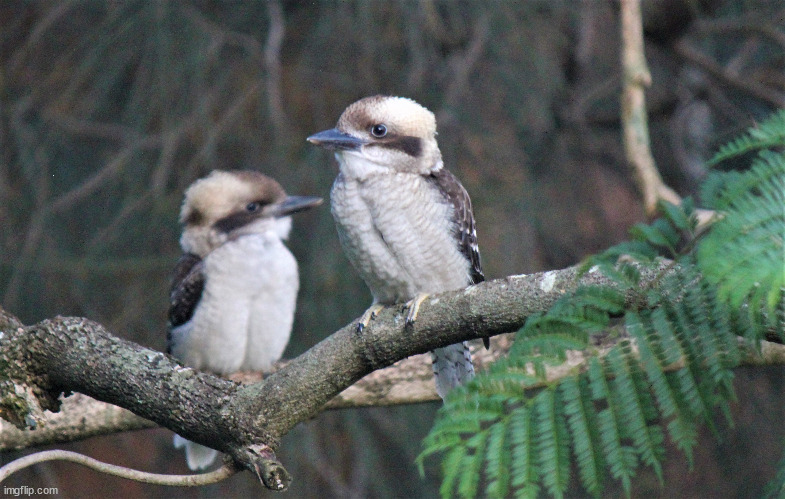 friendly kookaburras! | image tagged in aww | made w/ Imgflip meme maker