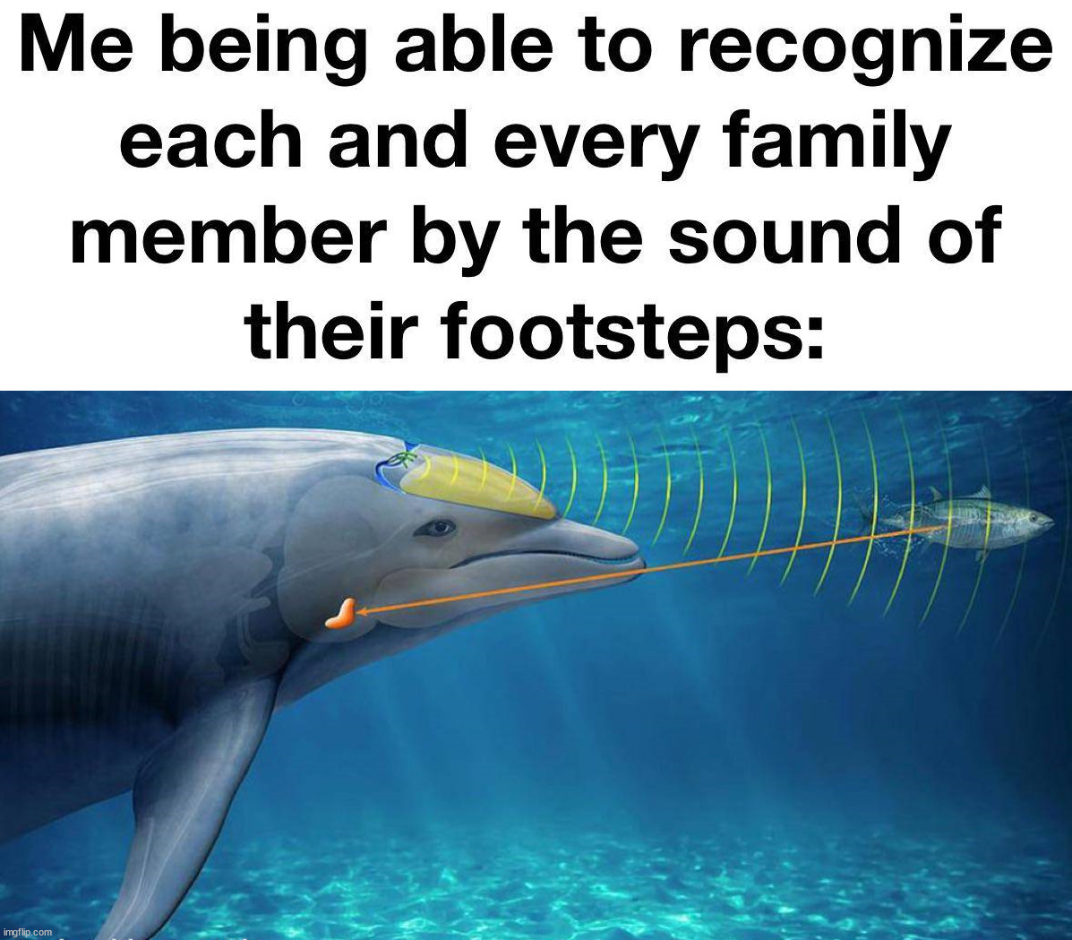 Sonar | image tagged in dolphin | made w/ Imgflip meme maker