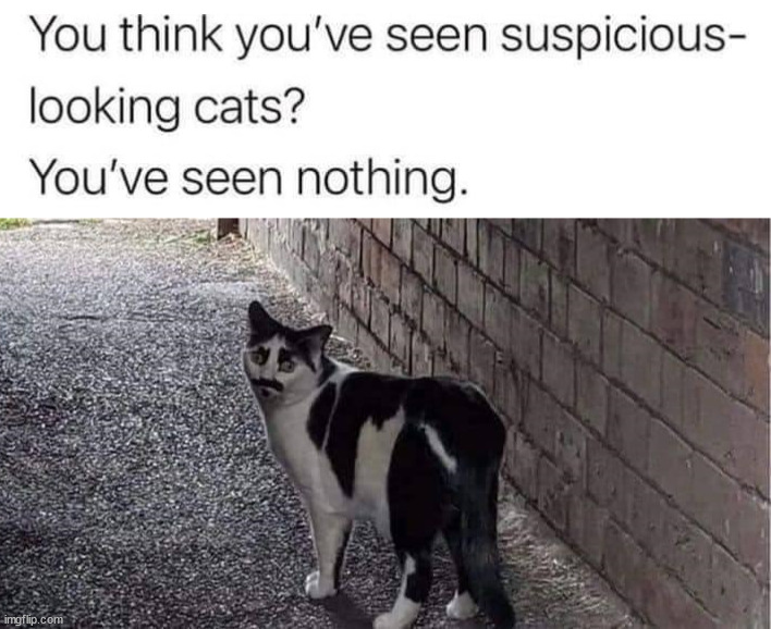 Suspicious | image tagged in cats | made w/ Imgflip meme maker