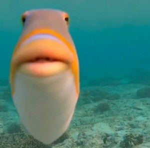 fish Blank Meme Template