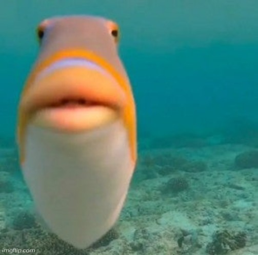 fish. | image tagged in fish | made w/ Imgflip meme maker